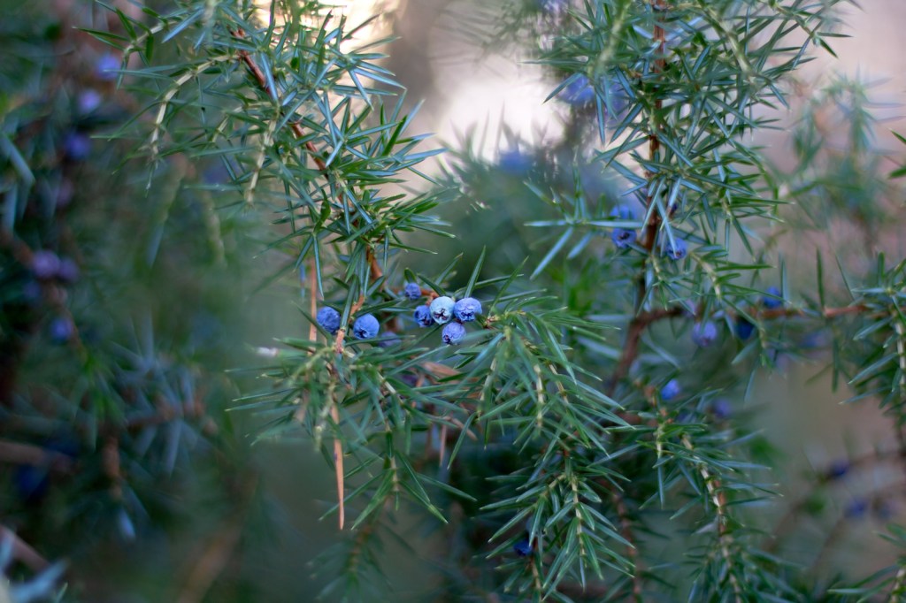 Close-up of a juniper branch with spiky green needles and clusters of ripe blue juniper berries